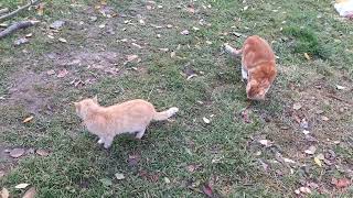 Осенние коты и кошки