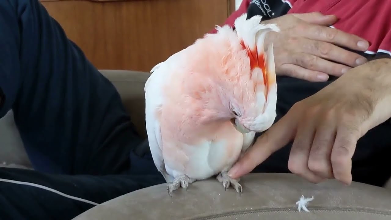 A Day With Luna the Major Mitchell Cockatoo