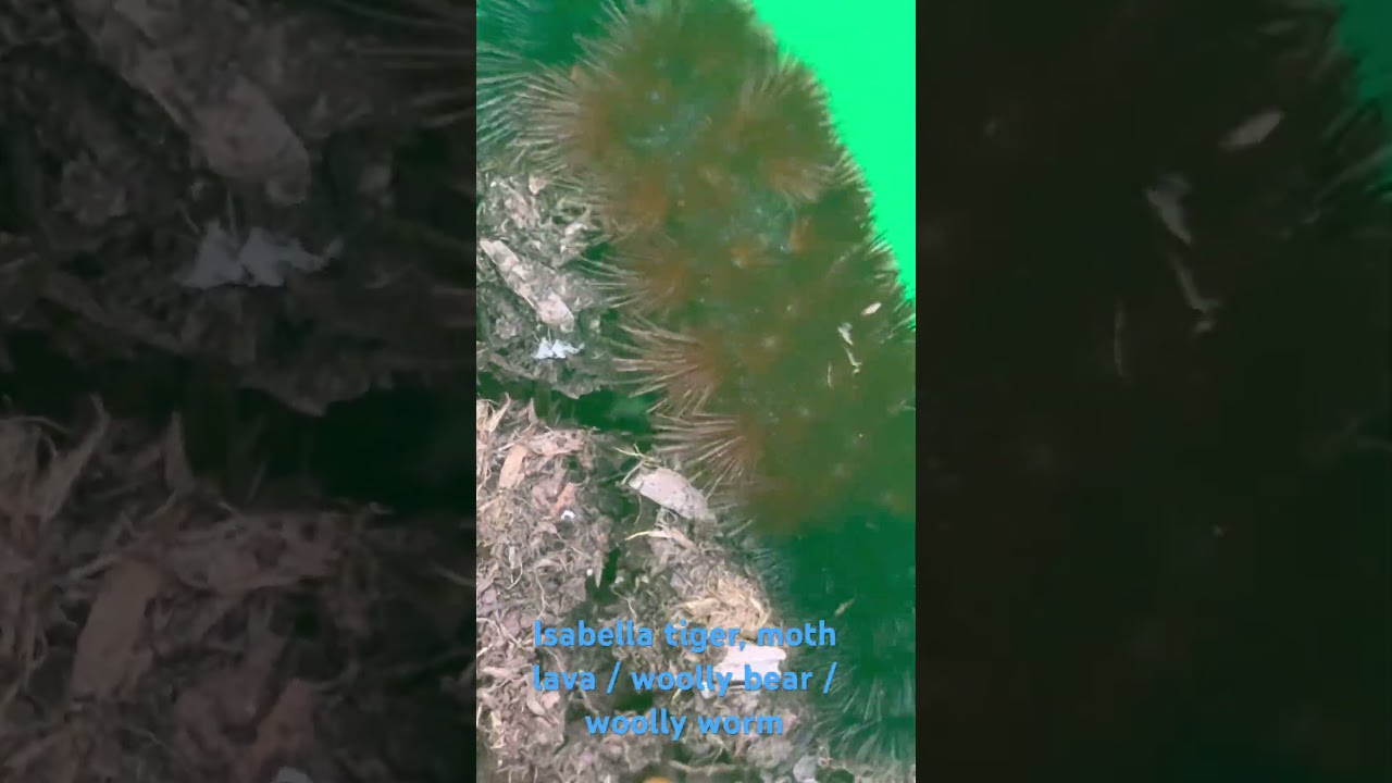 Assista a #isabella #tigermoth #larva #larvae #wooly #bear #worms #worm #nature #insects #insect #fall no YouTube Assista a #isabella #tigermoth #larva #larvae #wooly #bear #worms #worm #nature #insects #insect #fall no YouTube