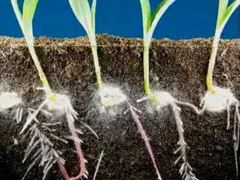 Time Lapse Fast Growing Corn, Roots And Leaves Growing