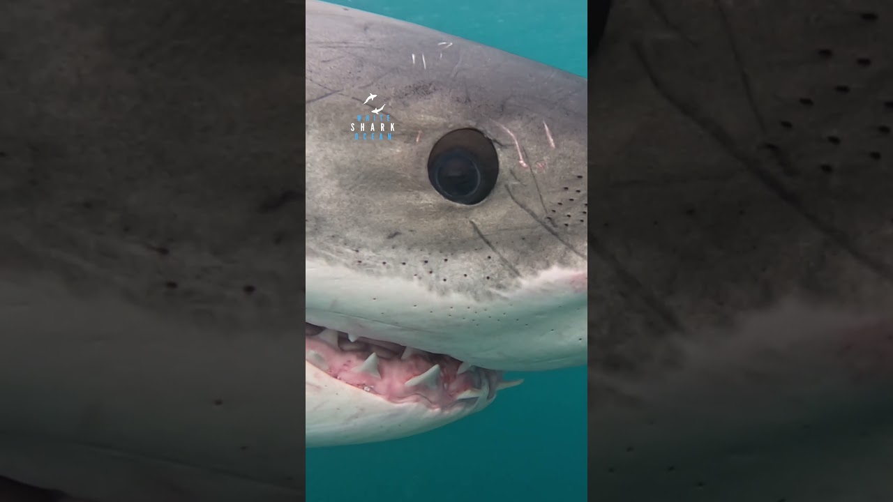 Deep Look Into Great White Sharks Eye