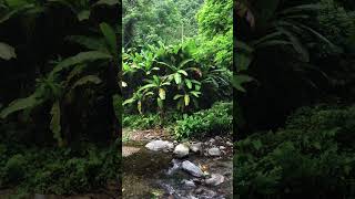 Morning in the Tropical Jungle 🌿 Beautiful Stream Sounds #shorts shorts#natureambiences