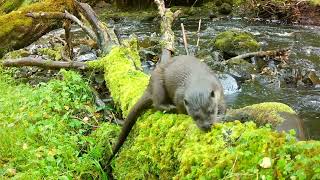 🦦 Otter Sniffs Around Mossy Fallen Tree Before Patrolling Other Areas | Isle of Skye Wildlife