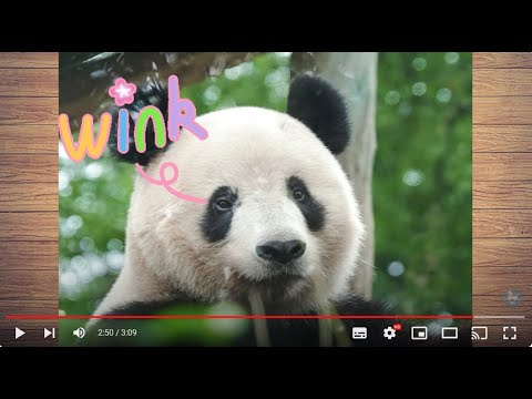 シャンシャン7歳生誕ウェルカム動画 - YouTube