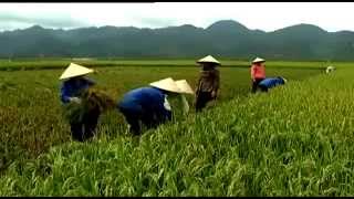 Une agriculture durable pour lutter contre la faim