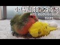 小鳥21羽と田舎暮らし ♯011 きみがいなくなって、それから