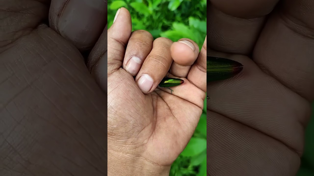 It is the Smaller shiny jewel beetle part 2