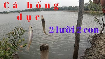 Câu cá Bống đục