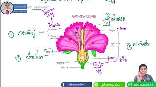 ตัวอย่างคอร์สเรียนล่วงหน้า ม.1 เทอม 1 วิทยาศาสตร์ เรื่อง การสืบพันธ์แบบอาศัยเพศของพืช หน้า 78