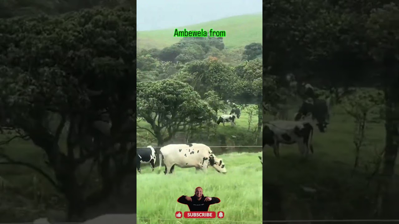 Ambewela Farm Sri Lanka | Little New Zealand of Sri Lanka 🐄