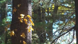 Science and fall foliage brings beautiful orange, yellow and red leaves across New England