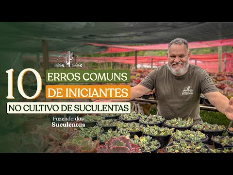 Vídeo: Alimentação de suculentas e cactos: aprenda quando alimentar cactos e suculentas