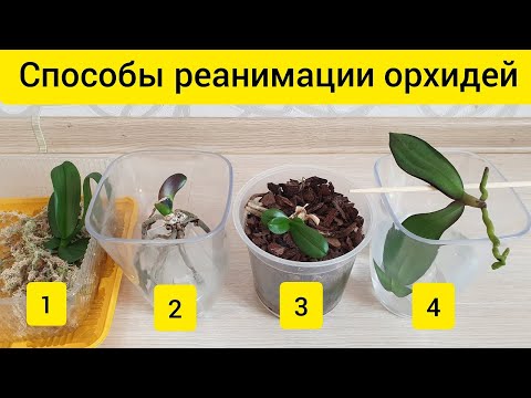 Methods of resuscitation of orchids without roots or leaves | / Orchids over water |