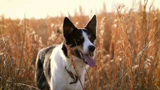 Calm Dog Panting Sounds for Relaxation | Soothing Dog Panting Ambience 🐾🐶 screenshot 2