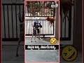 వామ్మో కుక్కలకు ఇంత తెలివి.! 🤣🤣 #funnydogs #funnydog #funnydogvideos #comedy #funny #funnyvideo #fun