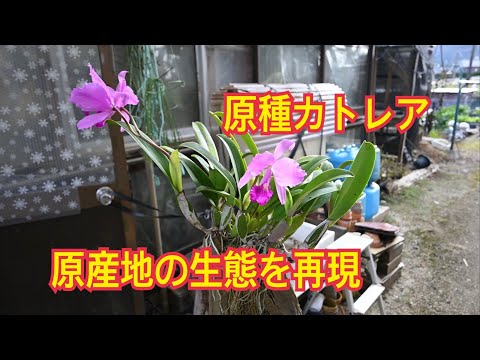 うまいぬ　カトレア　原種　2点 V log# 102 原種カトレア 原産地の生態を再現 - YouTube