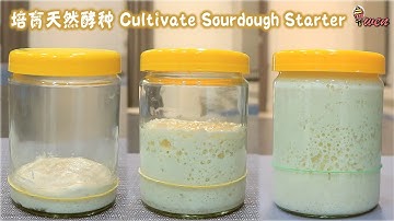 Cultivate Sourdough Starter培育天然酵种|强状蜂窝状, 弃种煎饼食谱|Strong Honeycomb web, Starter Discard Pancake Recipe