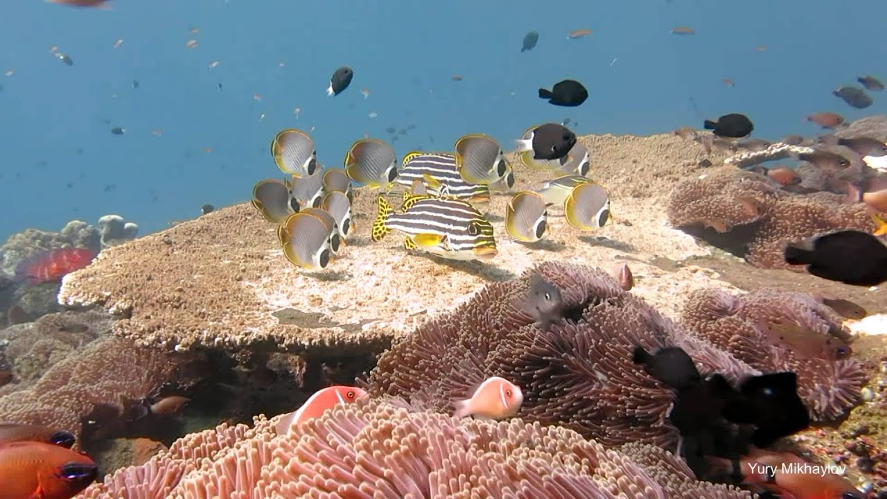 Удивительный мир коралловых рифов . Tulamben Liberty Wreck