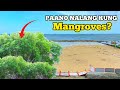 SA DAMI NG BASURA, PAANO NALANG KUNG PUNO NG MANGROVES ANG BAYWALK?