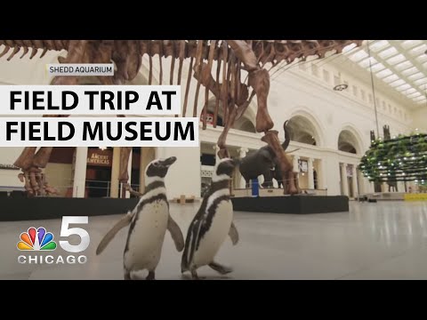 Watch: Shedd Aquarium