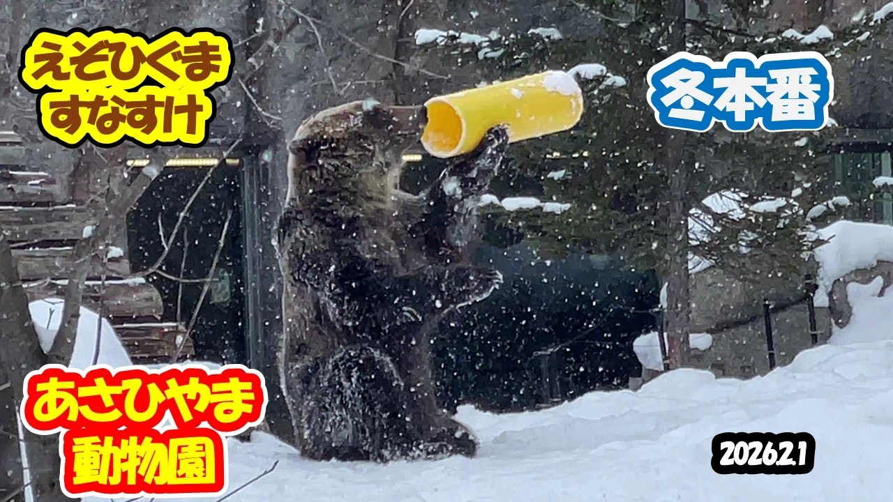 あさひやま動物園　えぞひぐまのすなすけ 2026.2.1