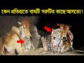 প্রতিদিন রাতে বাঘটি এই গরুটির কাছে আসতো ! কারন জানলে হতভম্ব হয়ে যাবেন!  leopard visits this cow