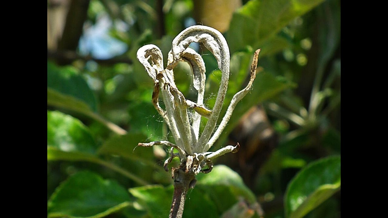 Diphyllobothriasis teniarinchiasis teniasis, A galandféreg típusai