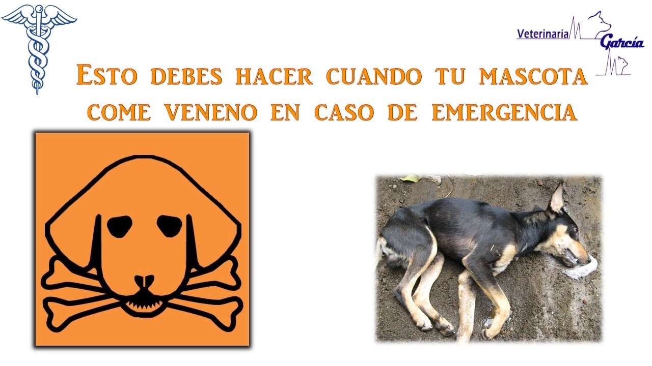 mi perro comio veneno de rata mi perro comio veneno de rata