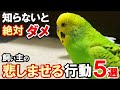 【衝撃】意外と知らないセキセイインコが悲しむ飼い主の行動