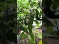 Plants like humans they need love and care #garden #gardening #love