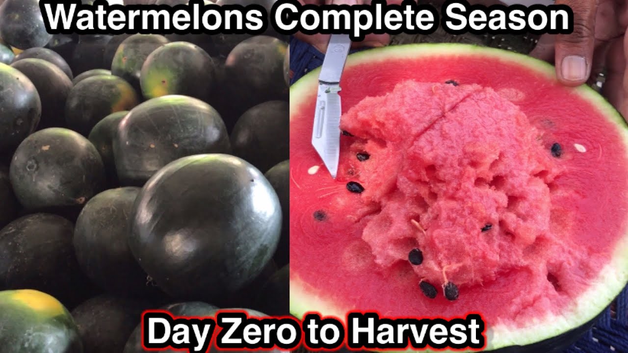 Growing watermelons complete season From soil preparation to seed