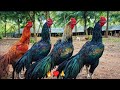 My Aseel farm information