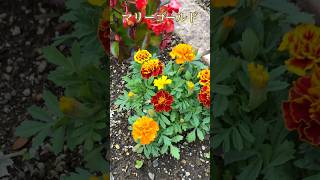 マリーゴールドmarigold#garden #flowerlover