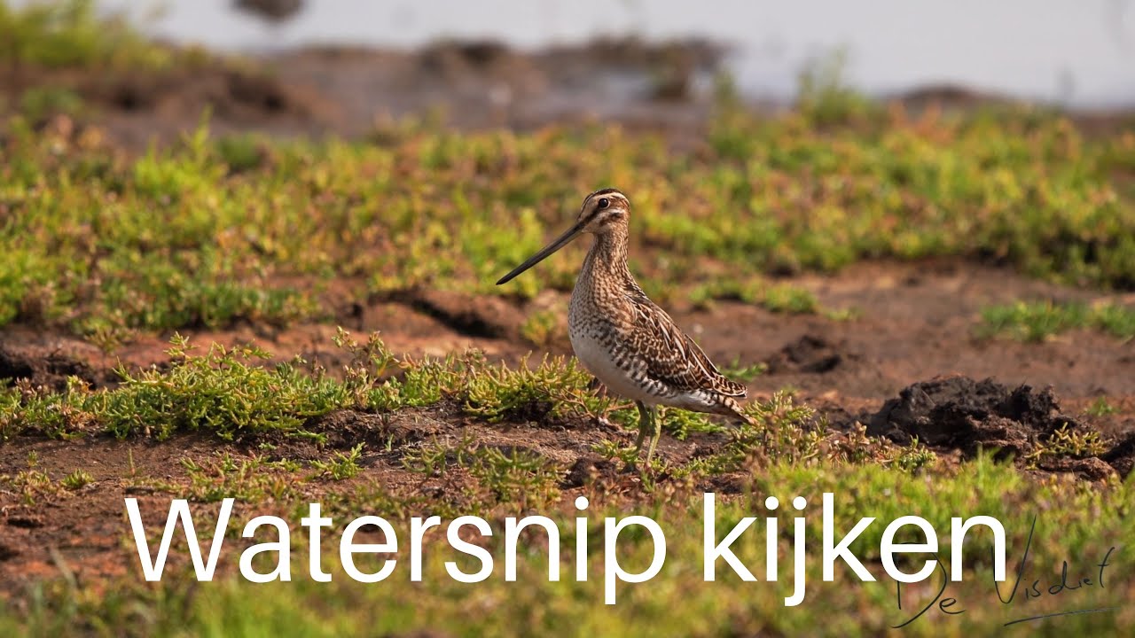 Watersnip in beeld/ Common Snipe 