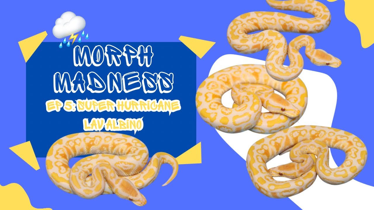 MORPH MADNESS: SUPER HURRICANE LAVENDER ALBINO BALL PYTHON - YouTube