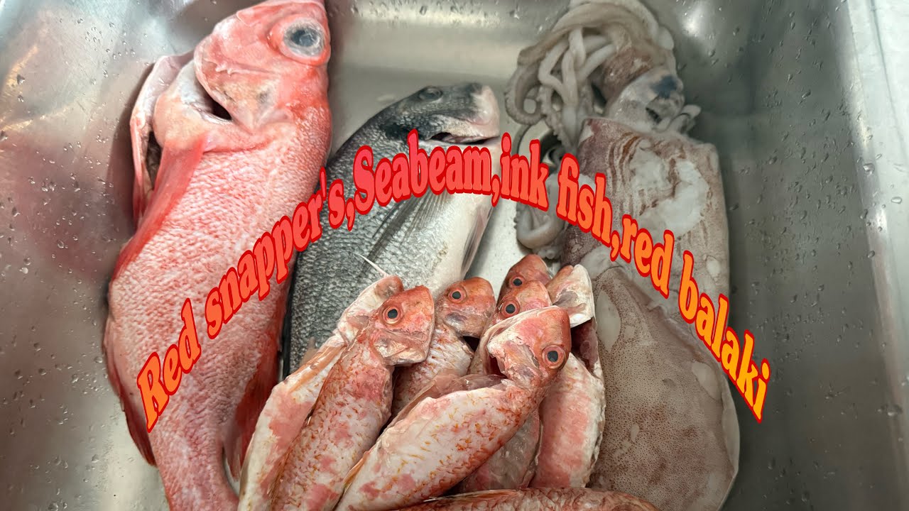Red Snapper |Seabeam|inkfish|balaki#lyntek - YouTube