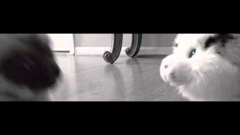 - lucky strike - webkinz music video