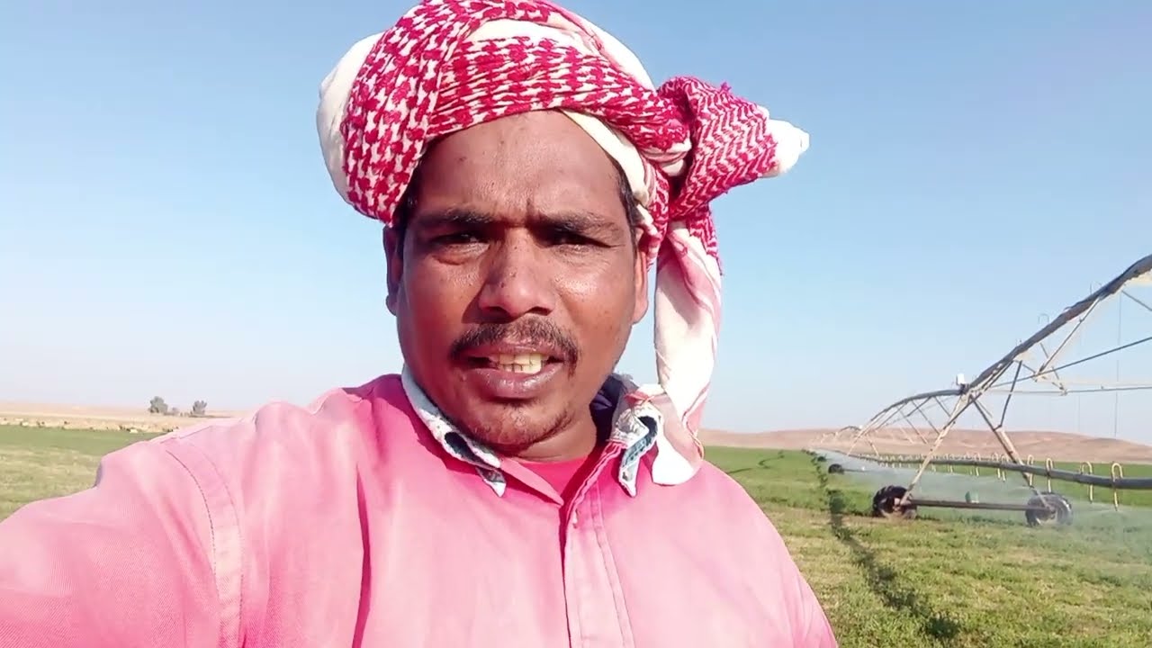 सऊदी अरब के देख खेत कैसे पानी दिया जाता है खेतों में 