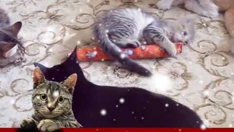 Original 15" KittyKickStix - Catnip Kickers, Cat Nip Kicker Stix