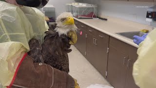 Bald eagle rescued from Neches River