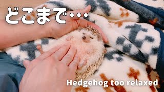 Hedgehog relaxes and melts like liquid