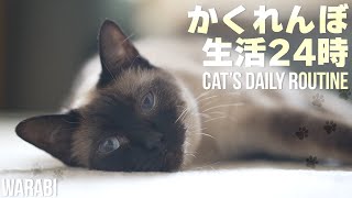 猫のかくれんぼ生活24時 by MAKO0MAKO0 / まこまこ 372 views 1 month ago 3 minutes, 35 seconds