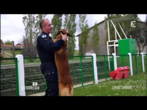 Démonstration des chiens de gendarmerie de Gramat 2