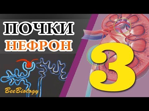 Система выделения • ПОЧКИ • НЕФРОН •