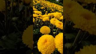 Marigold flower status video #trendingshorts #shortsvideo #flowers #song #love #status