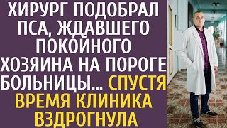 Хирург подобрал пса, ждавшего покойного хозяина на пороге больницы… Спустя время клиника вздрогнула