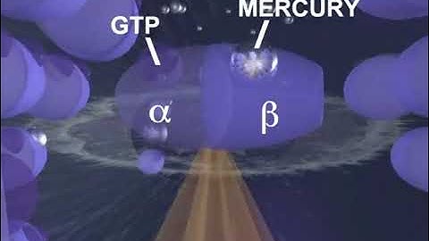 How mercury causes brain neuron degeneration
