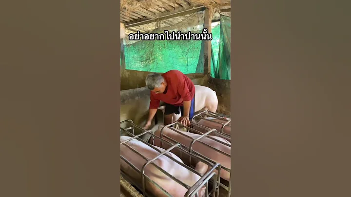 pig load #pig #pigfeed #pigbreeding #animals #hogger #pigfarming #funny