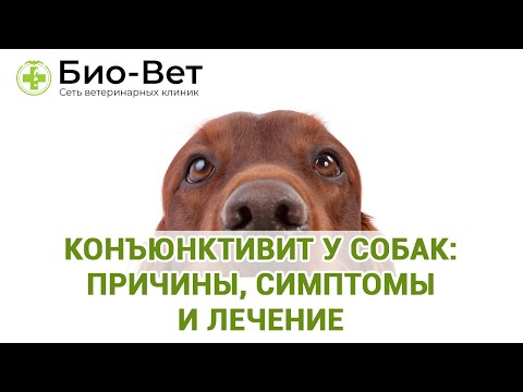 Видео: Что такое Tresaderm для собак?