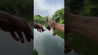 Cần câu suối ul Lemoren #fishing #caucathugian #mon15cm #fb_toptop_(Monster )